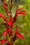 Cardinal flower